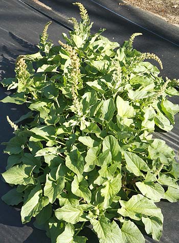 Chenopodium bonus-henrius plant